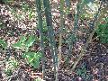Nude Sheath Bamboo / Phyllostachys nuda 